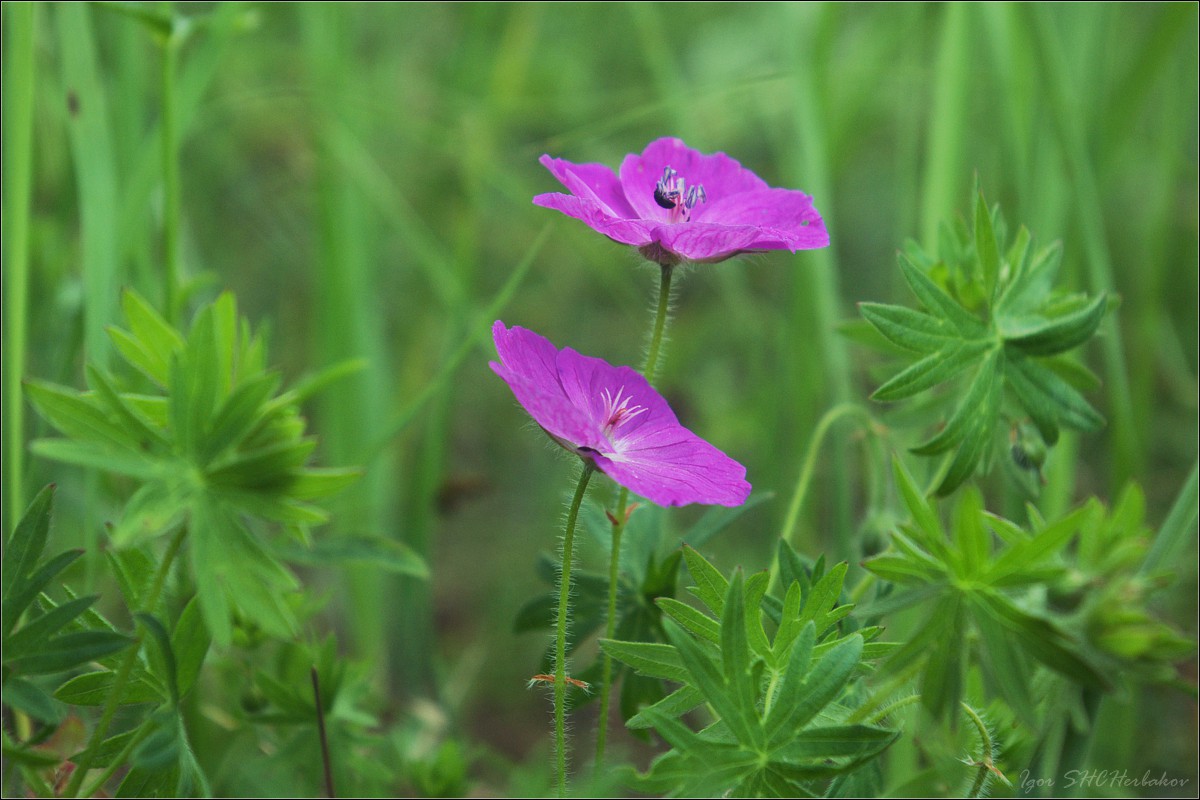 Изображение особи Geranium sanguineum.