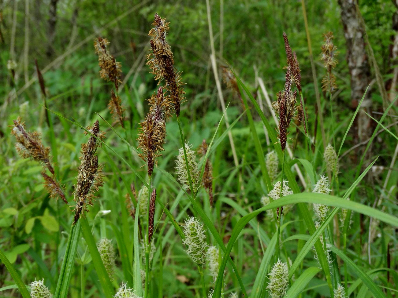 Image of genus Carex specimen.