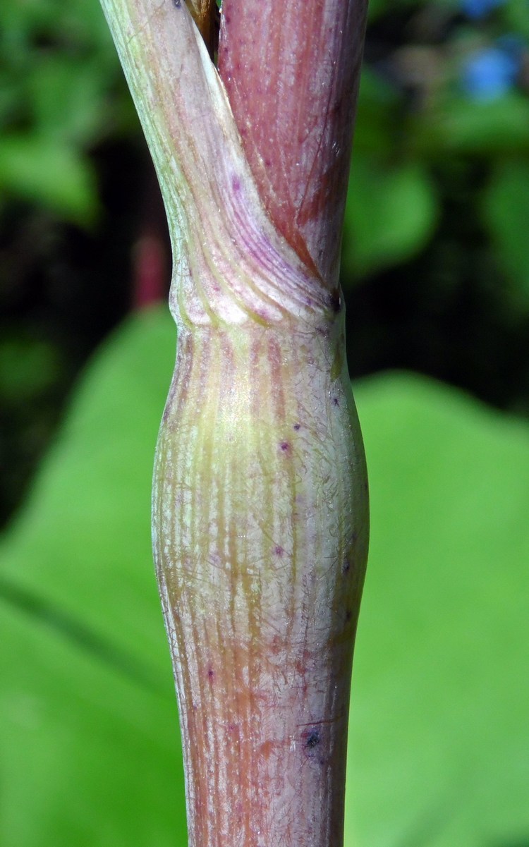 Изображение особи Chaerophyllum bulbosum.