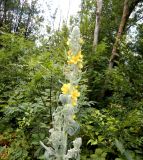 Verbascum gnaphalodes