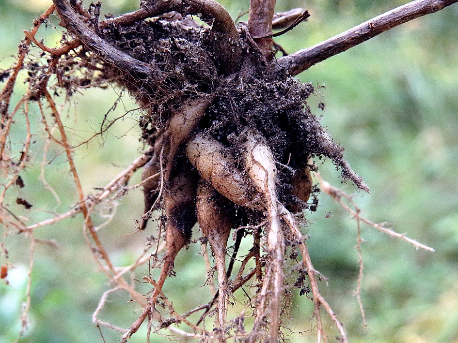 Image of Hylotelephium stepposum specimen.