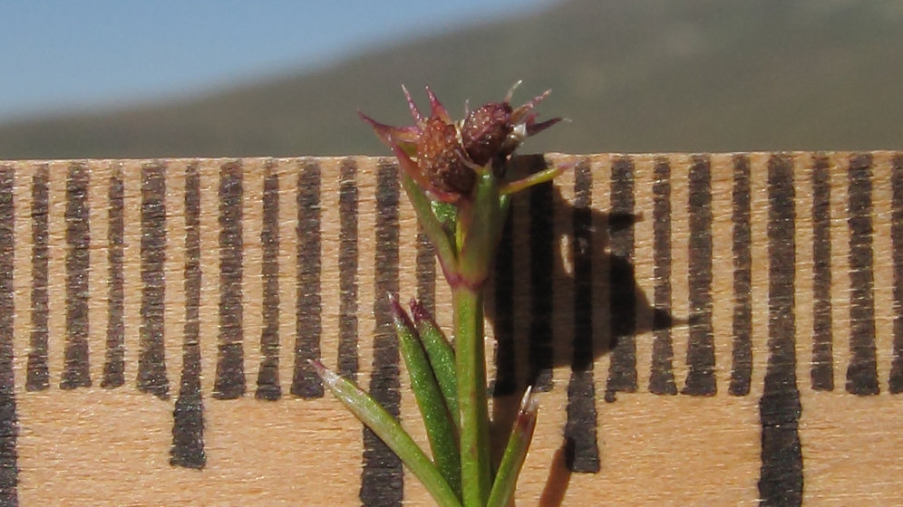 Image of Asperula abchasica specimen.