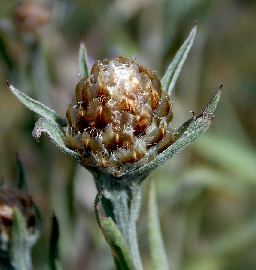 Image of Centaurea jacea ssp. substituta specimen.