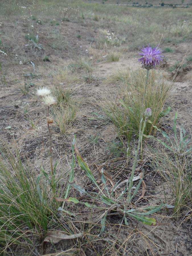 Image of Jurinea longifolia specimen.