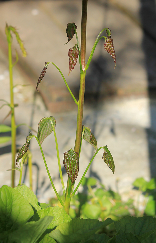 Image of Dioscorea caucasica specimen.