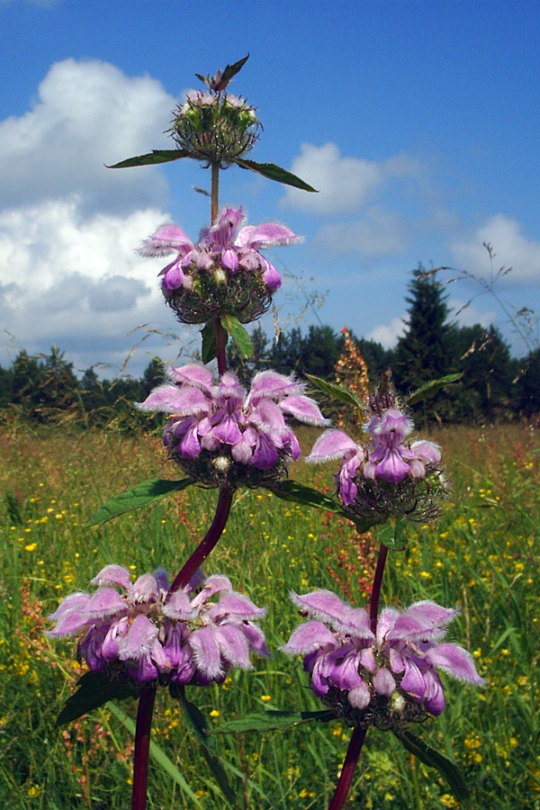 Изображение особи Phlomoides tuberosa.