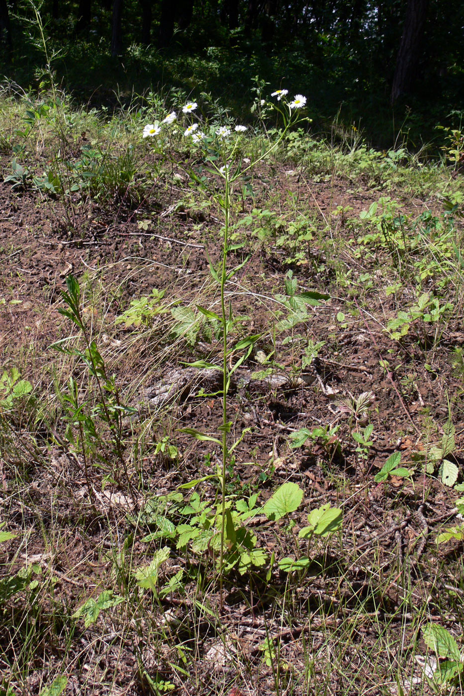 Image of Erigeron strigosus specimen.