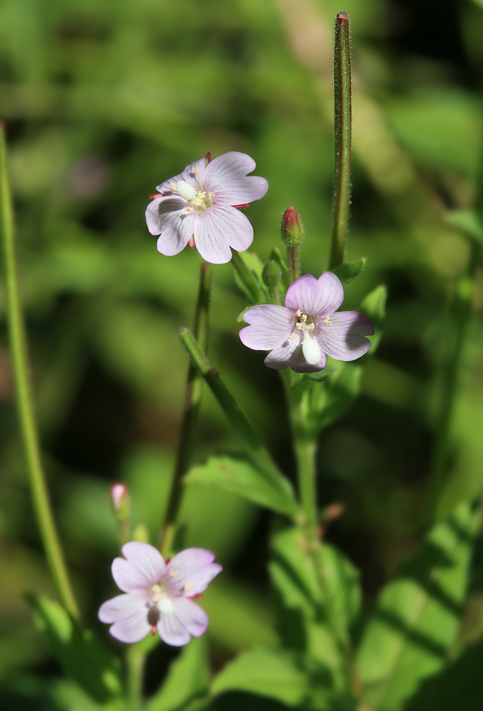 Изображение особи Epilobium pyrricholophum.