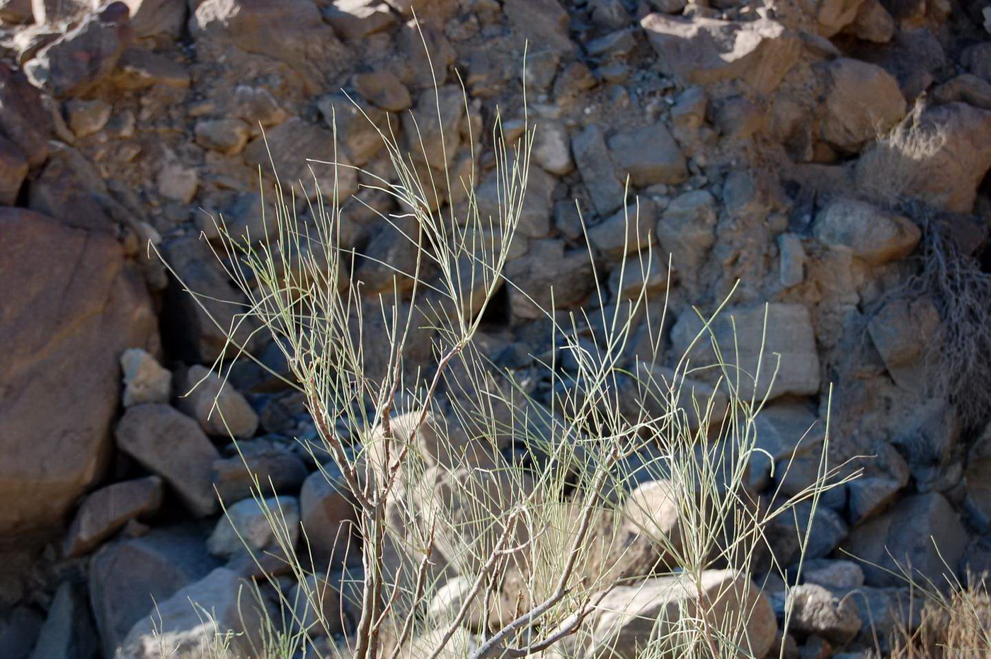 Image of Moringa peregrina specimen.