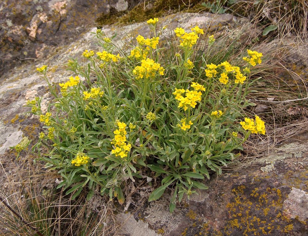 Image of Aurinia saxatilis specimen.