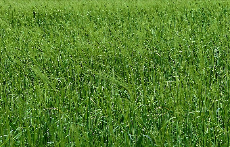 Image of Hordeum distichon specimen.