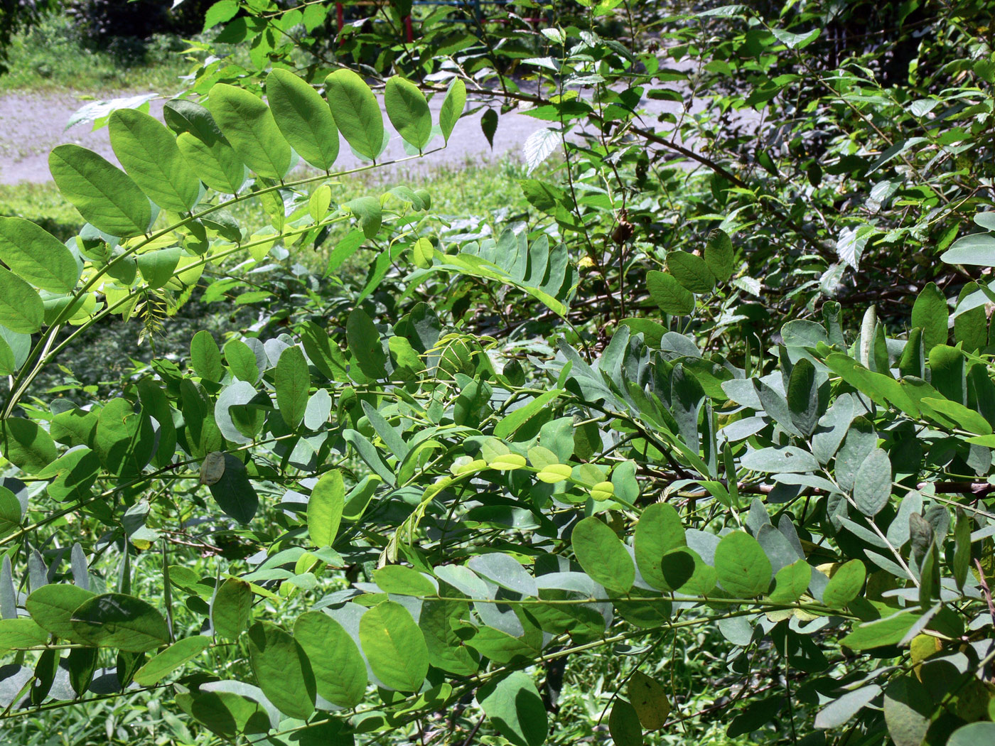 Image of Robinia pseudoacacia specimen.