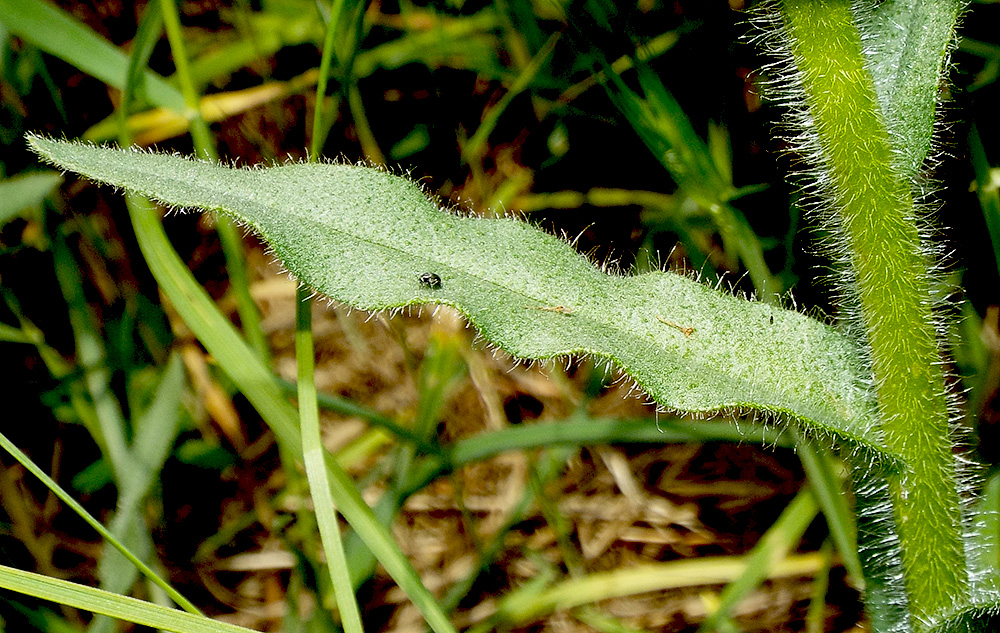 Image of Nonea rossica specimen.