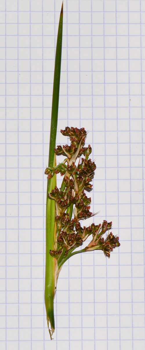 Image of Juncus acutus specimen.