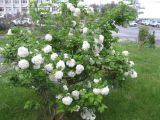 Viburnum opulus form roseum. Цветущее растение. Волгоград, Набережная, в культуре. 19.05.2017.