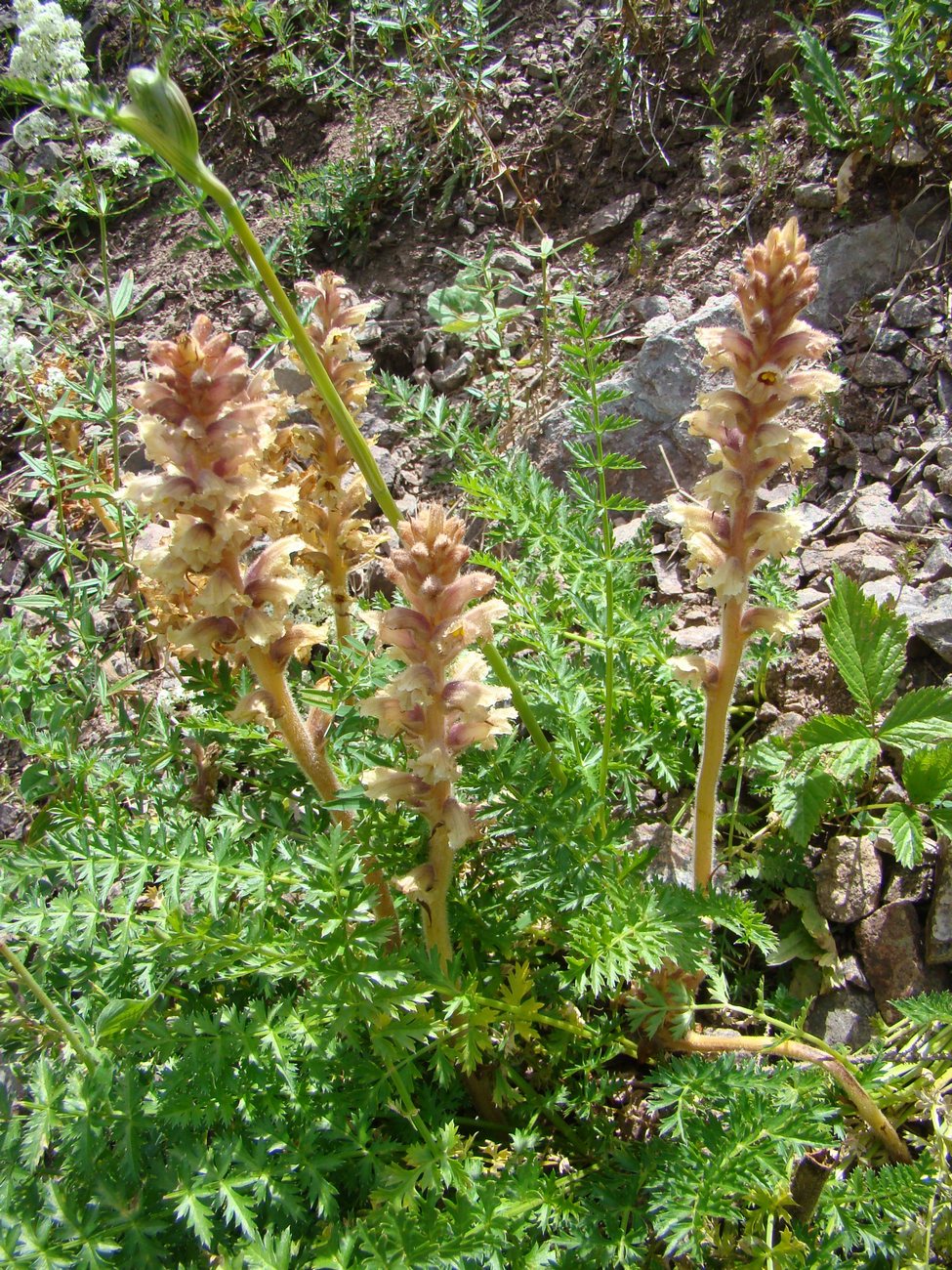 Image of Orobanche alsatica specimen.