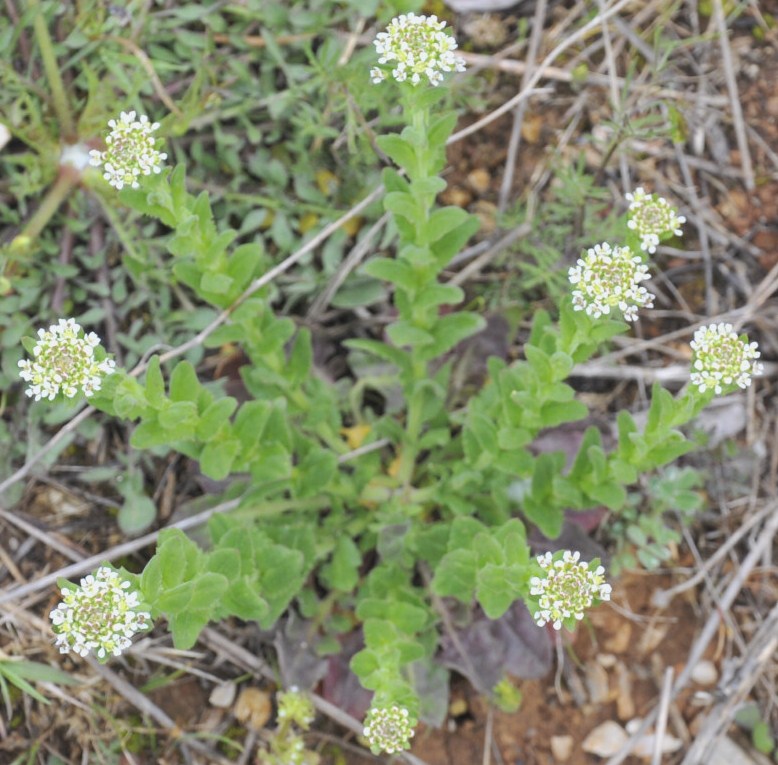 Image of Lepidium campestre specimen.