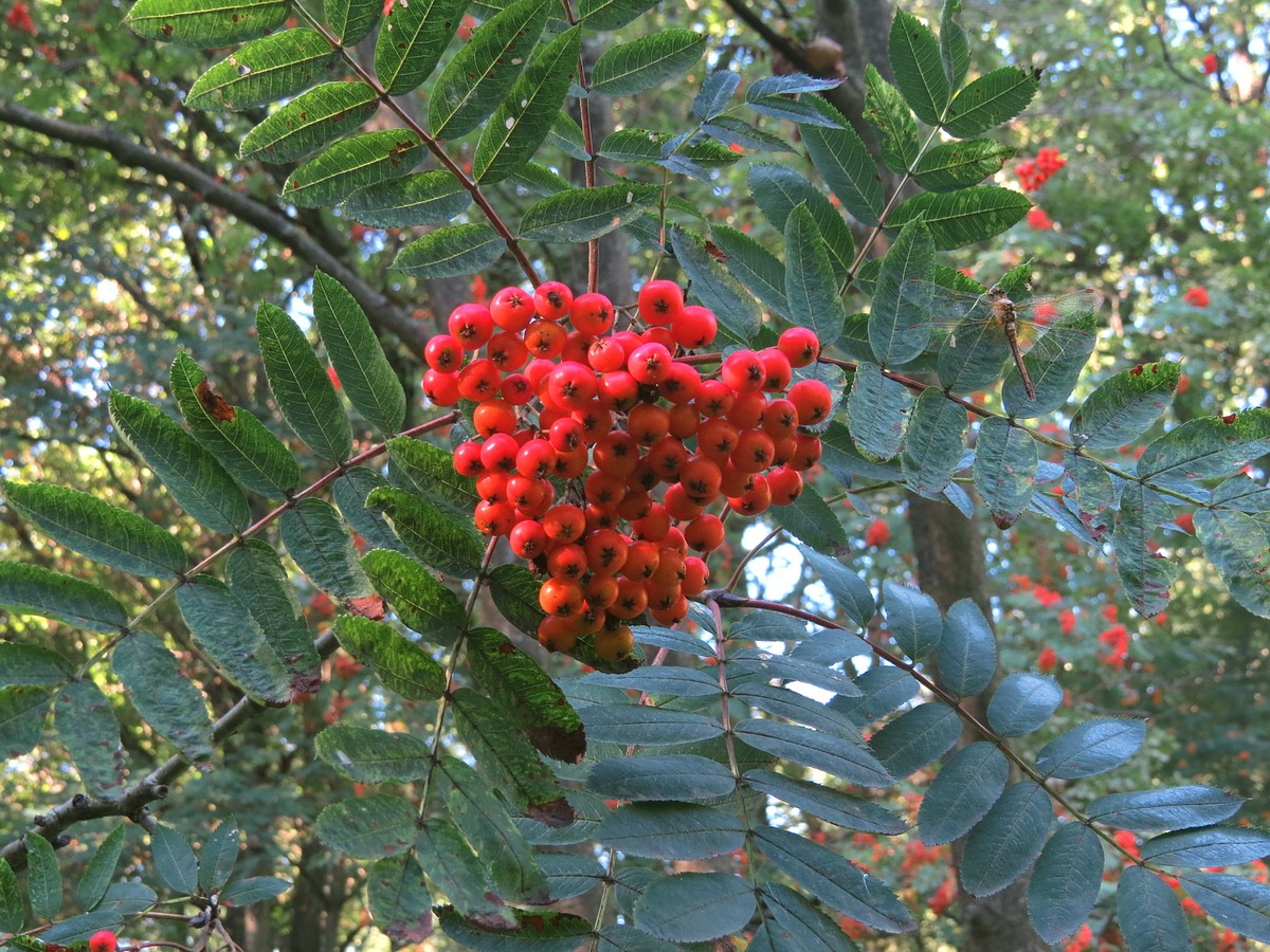 Изображение особи Sorbus decora.