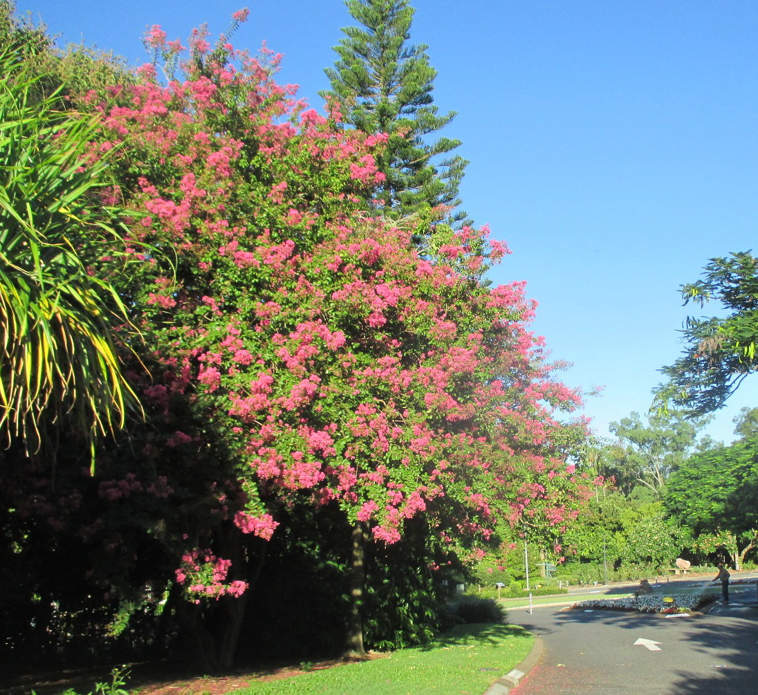 Image of Lagerstroemia indica specimen.