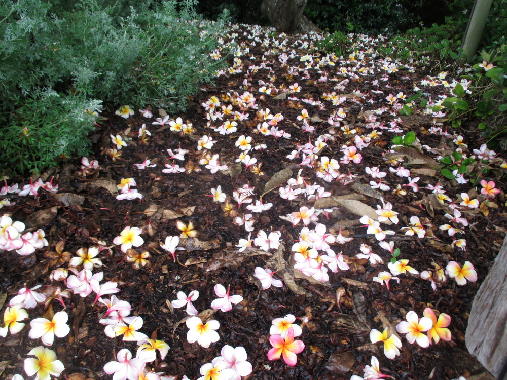 Image of Plumeria rubra specimen.