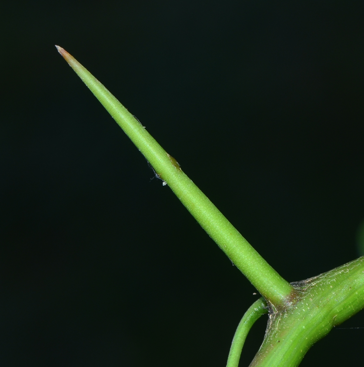 Image of Prosopis juliflora specimen.