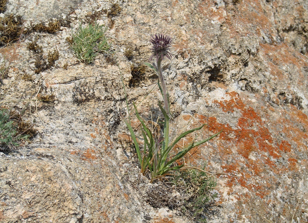 Image of Saussurea schanginiana specimen.