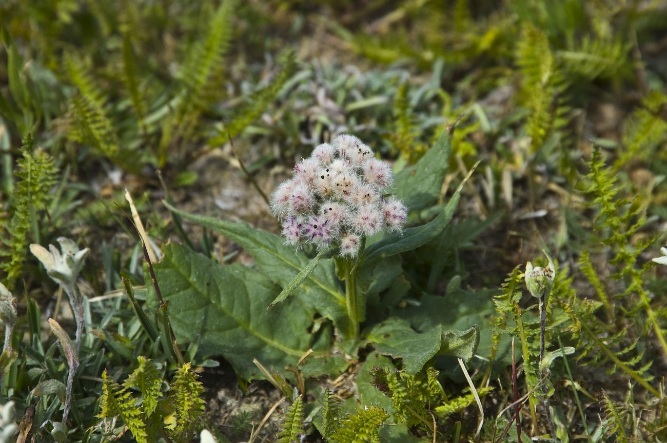 Image of Saussurea pseudoalpina specimen.