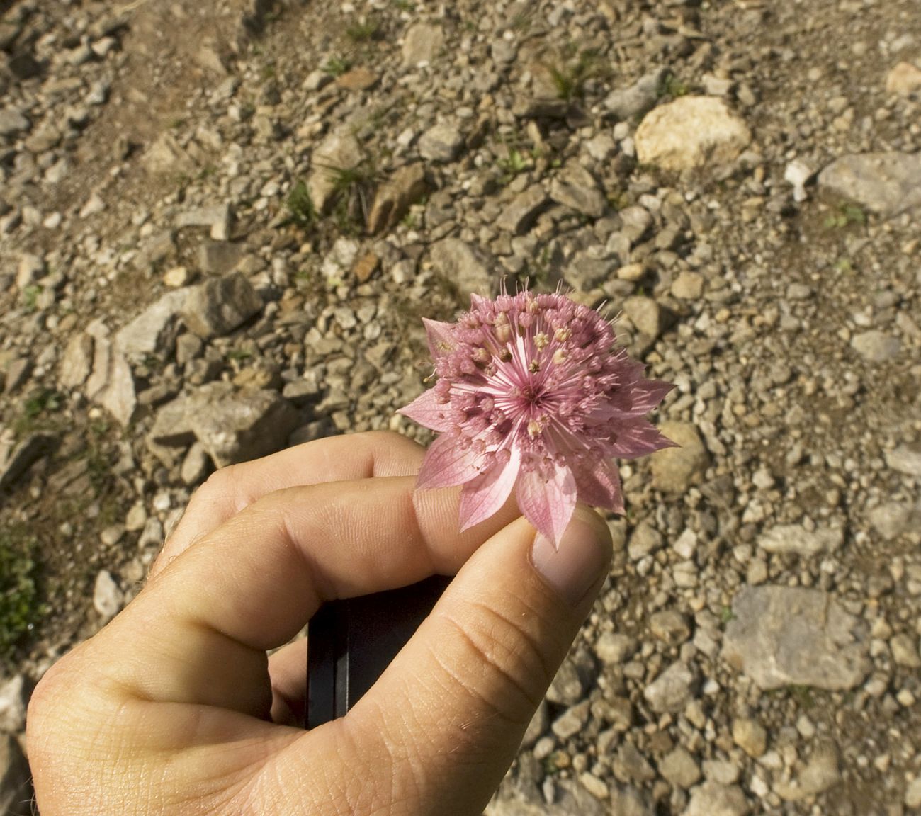 Изображение особи Astrantia maxima.