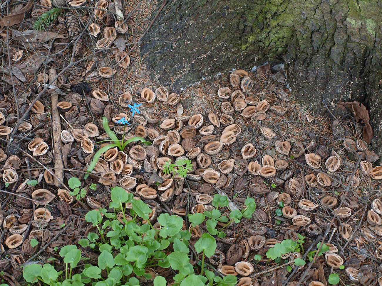 Image of Juglans mandshurica specimen.