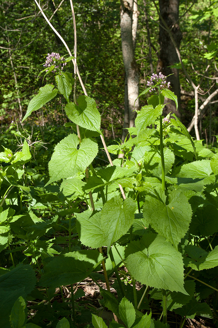 Изображение особи Lunaria rediviva.