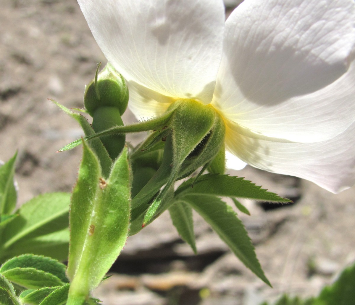 Image of genus Rosa specimen.