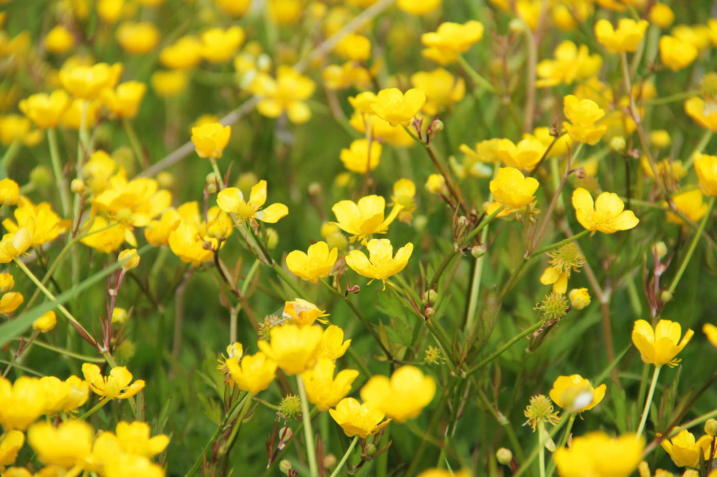 Image of Ranunculus repens specimen.