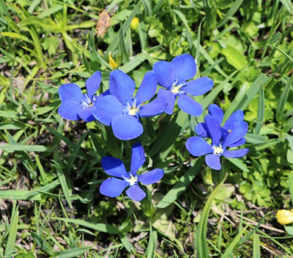 Image of Gentiana angulosa specimen.