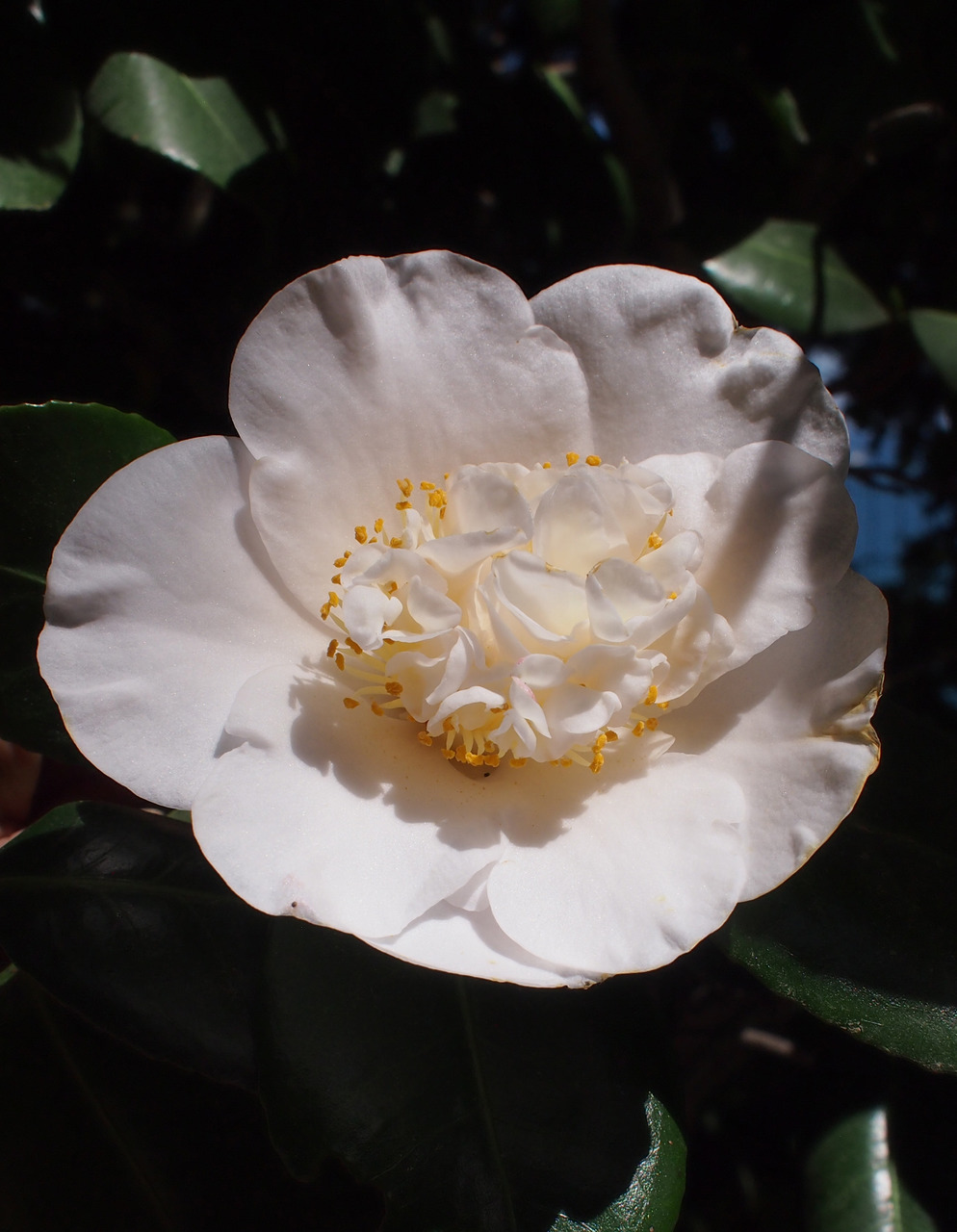 Image of Camellia japonica specimen.