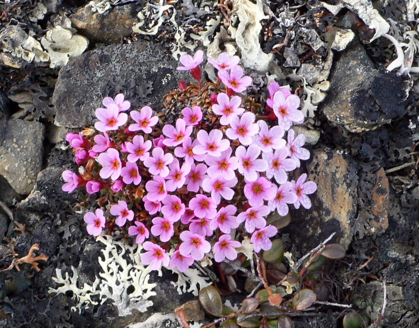 Image of Douglasia ochotensis specimen.