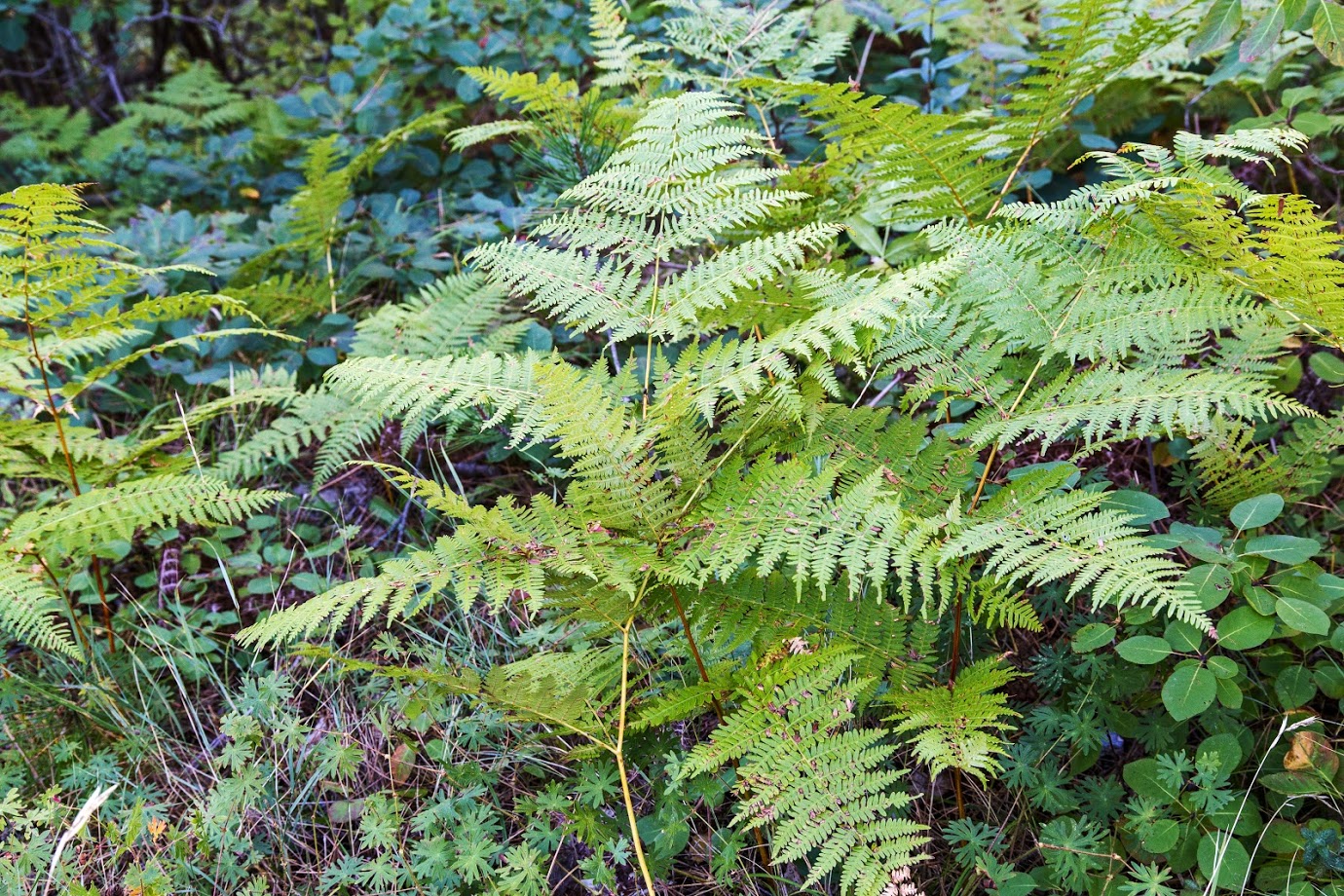 Image of Pteridium tauricum specimen.