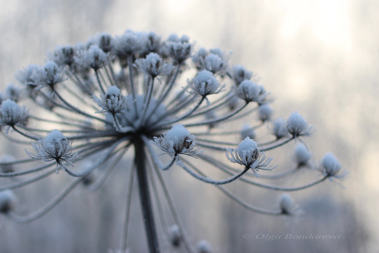 Изображение особи Heracleum sosnowskyi.