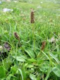 Plantago griffithii. Цветущее растение на сыром альпийском лугу. Таджикистан, Гиссарский хребет, верх. р. Зидды, ≈ 3000 м н.у.м. 13.06.2018.