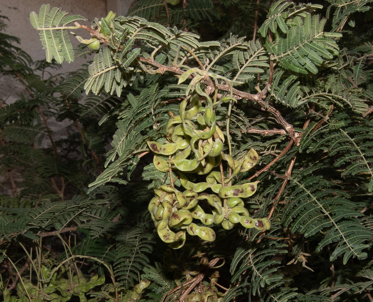 Image of Dichrostachys cinerea specimen.