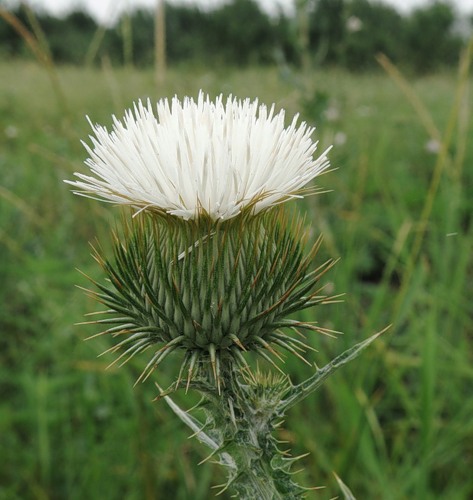 Image of Onopordum acanthium specimen.