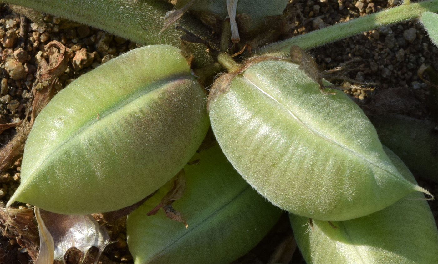 Изображение особи Astragalus nucifer.