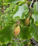 Fagus sylvatica