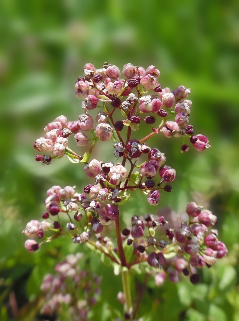 Image of Galium boreale specimen.