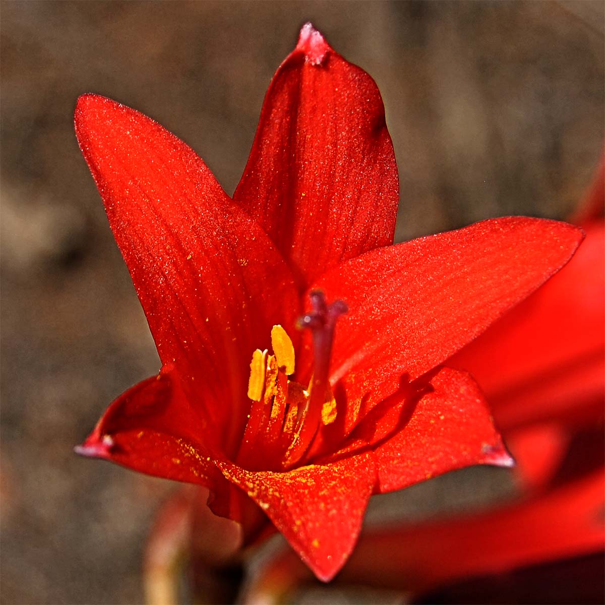 Изображение особи Rhodophiala phycelloides.