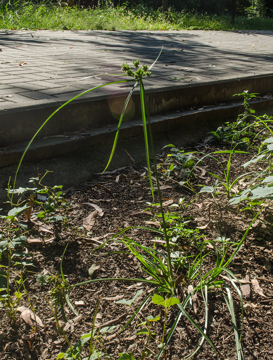 Изображение особи Cyperus eragrostis.