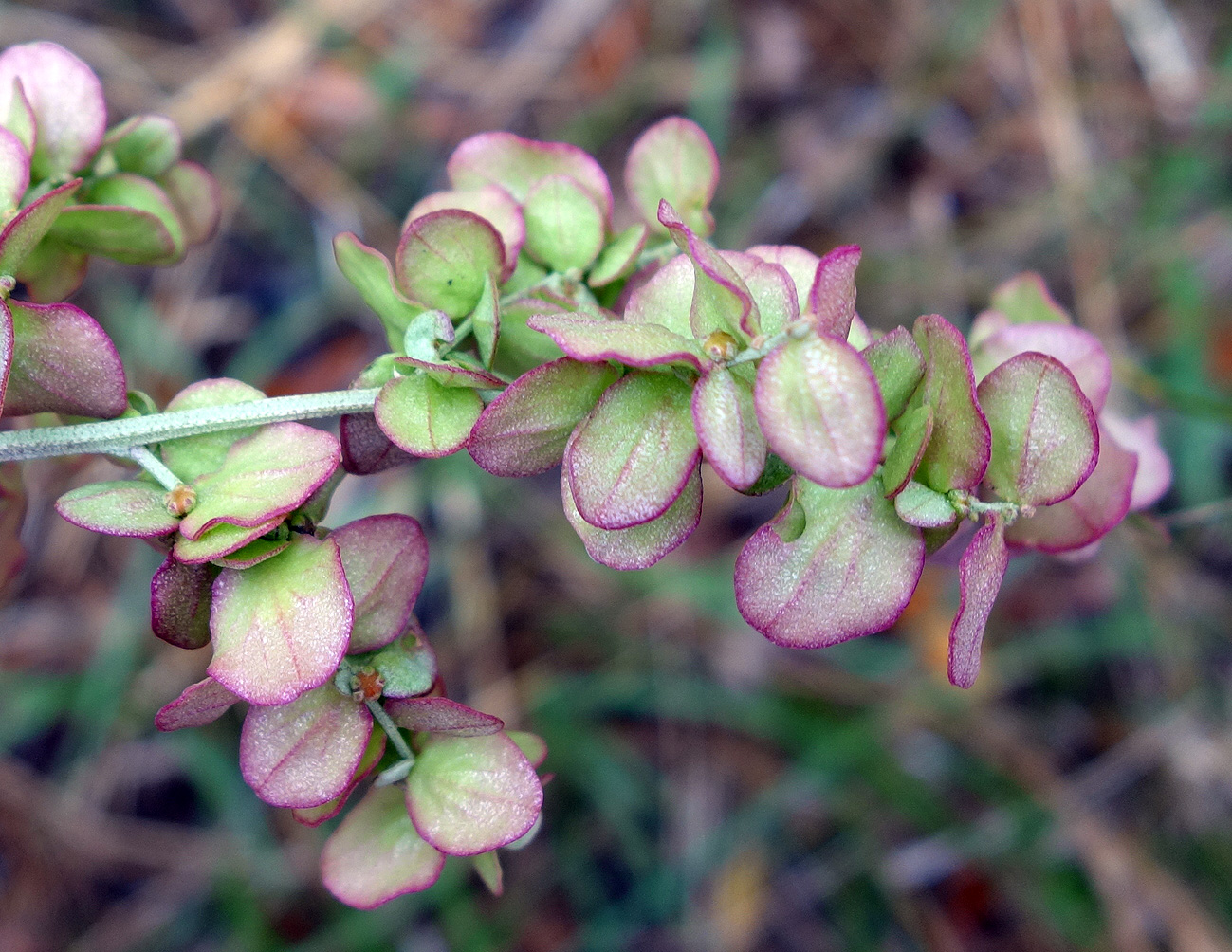 Image of Atriplex aucheri specimen.