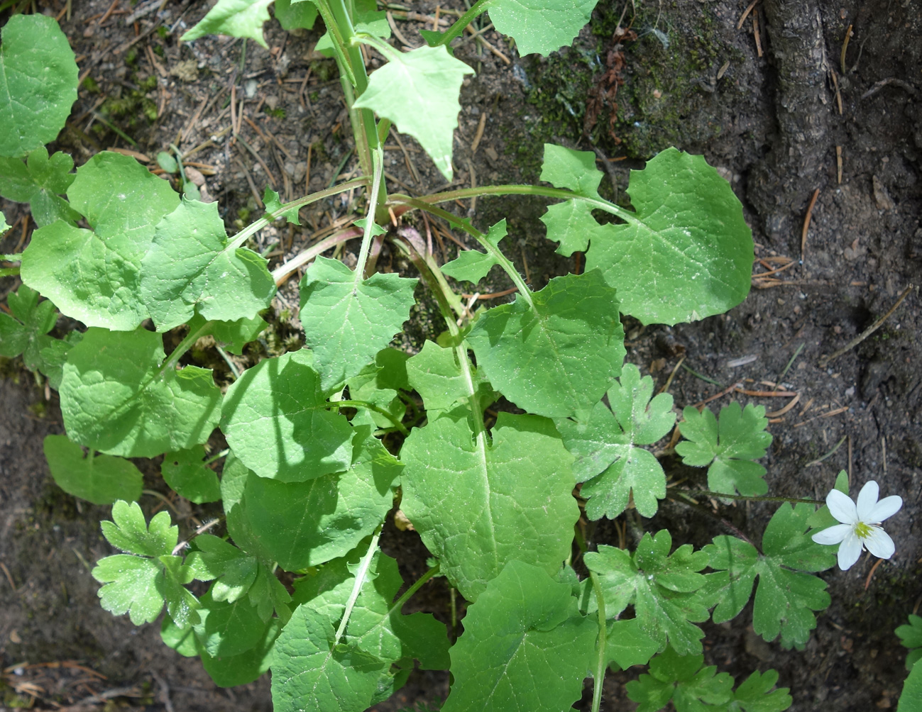 Image of genus Cicerbita specimen.