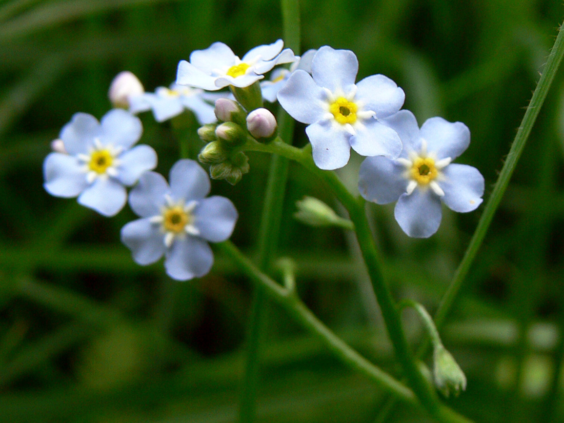 Image of Myosotis palustris specimen.