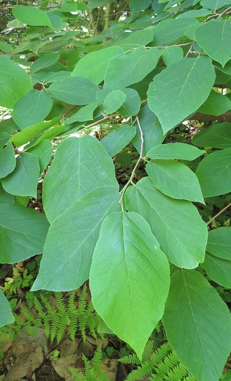 Image of Sinowilsonia henryi specimen.