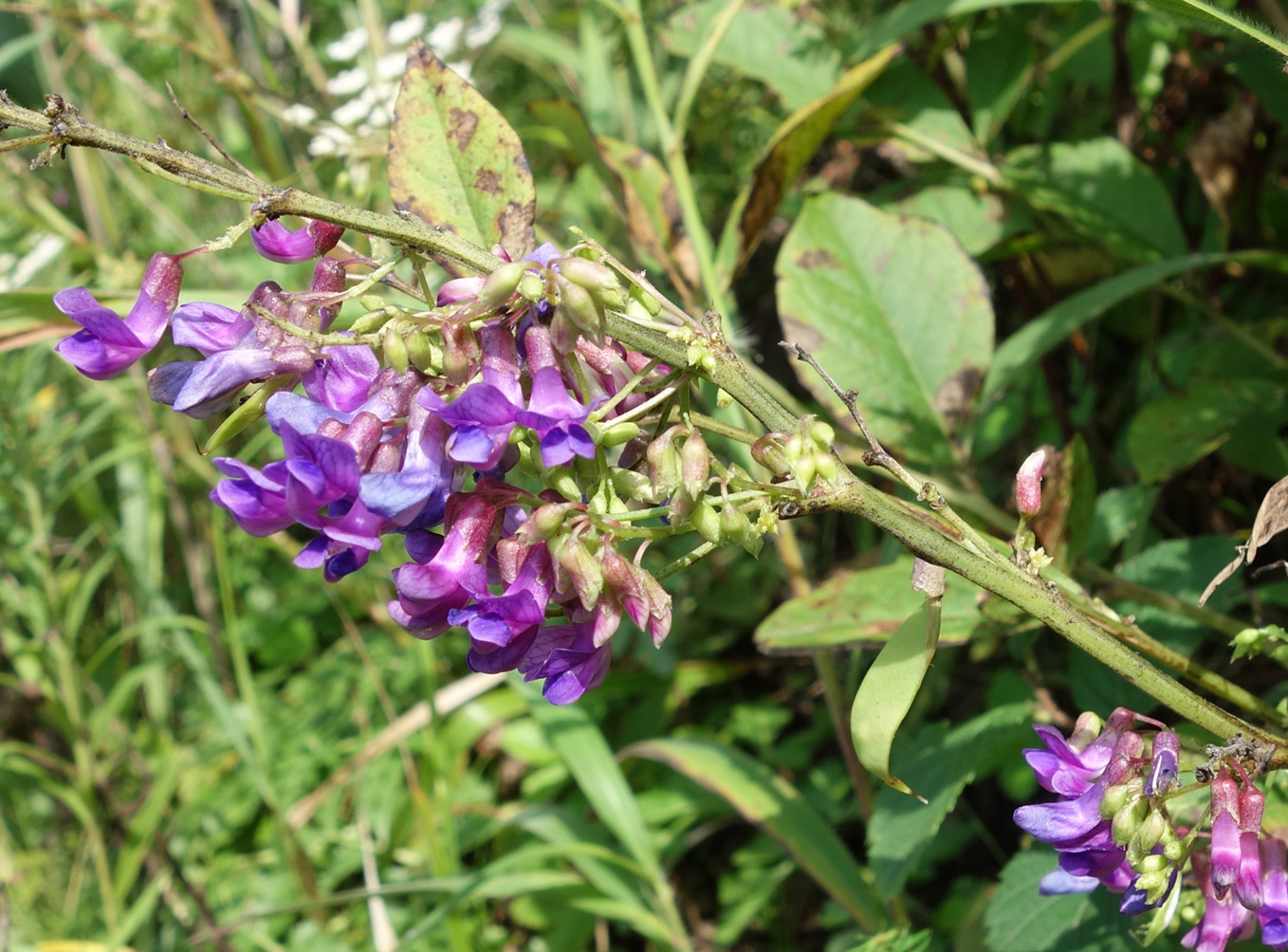 Image of Vicia pseudorobus specimen.